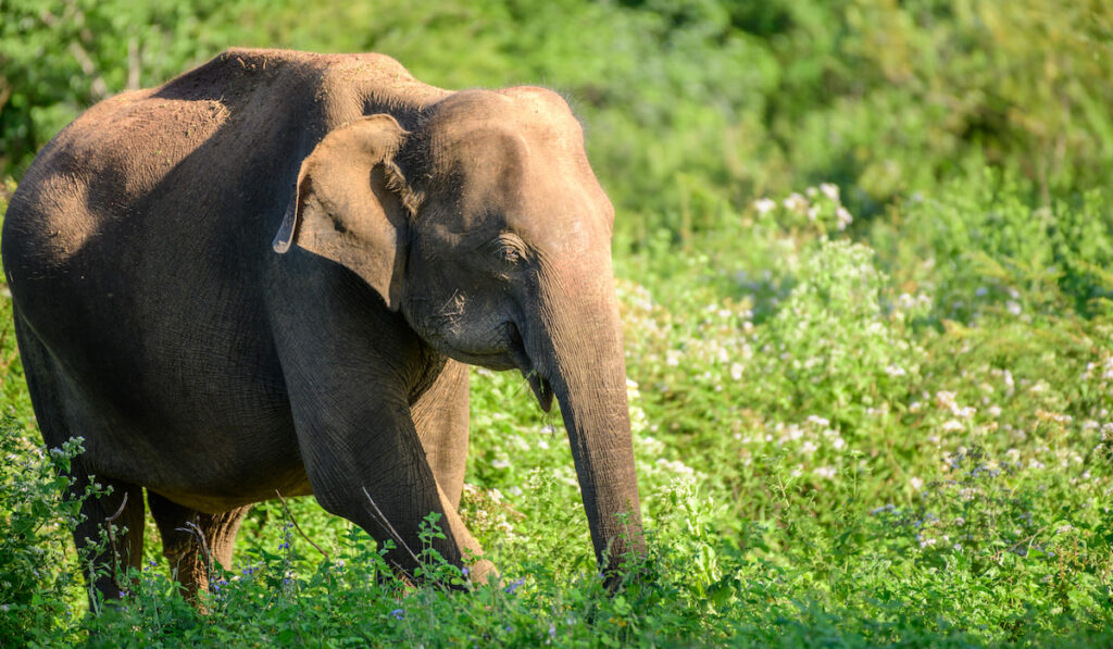 Young Asian elephant foraging in the forest