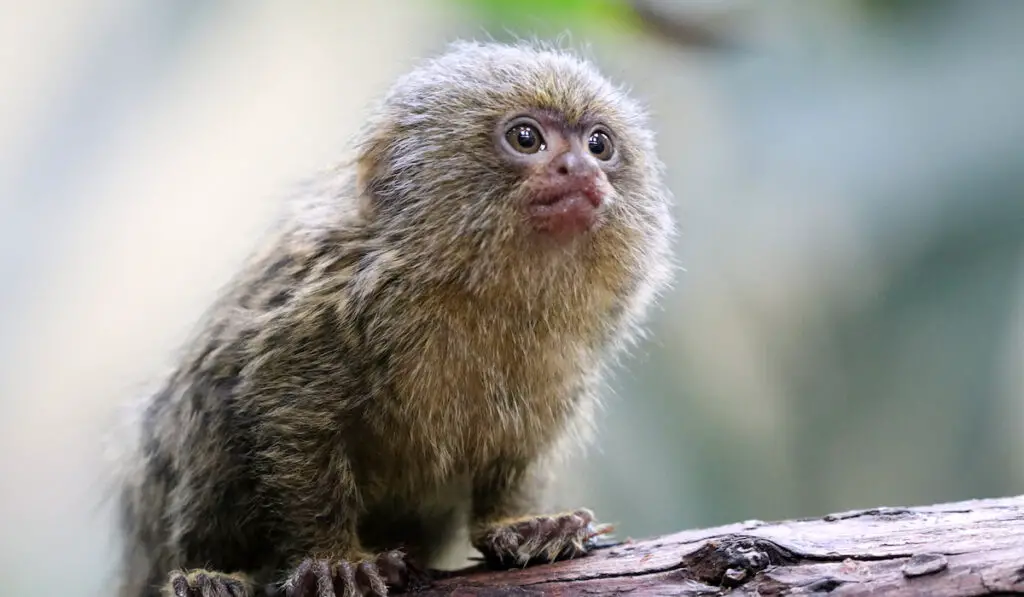 Young pygmy marmoset on a tree branch