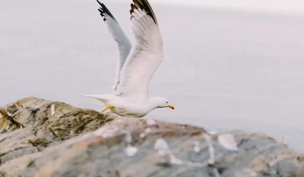 beautiful seagull flying on the rocky beach