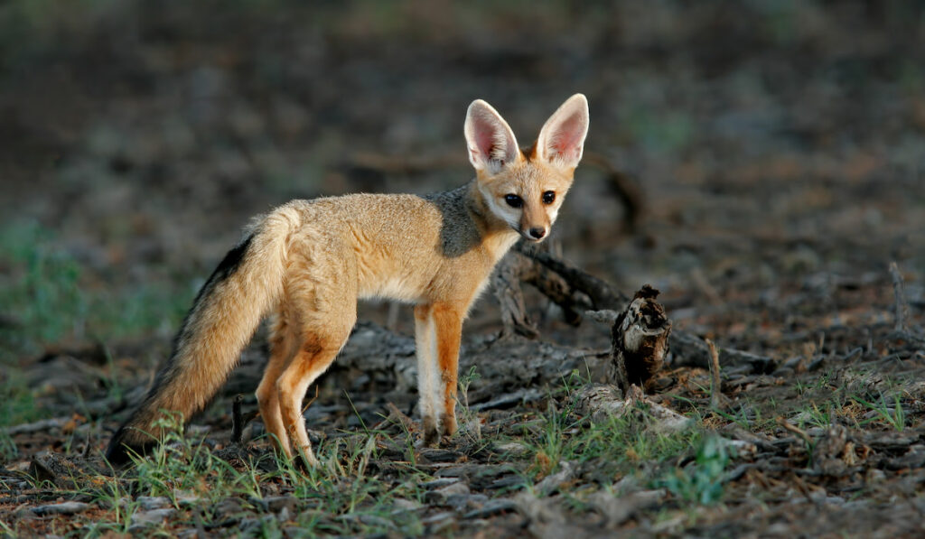 cape fox ( vulpes chama ) in natural habitat