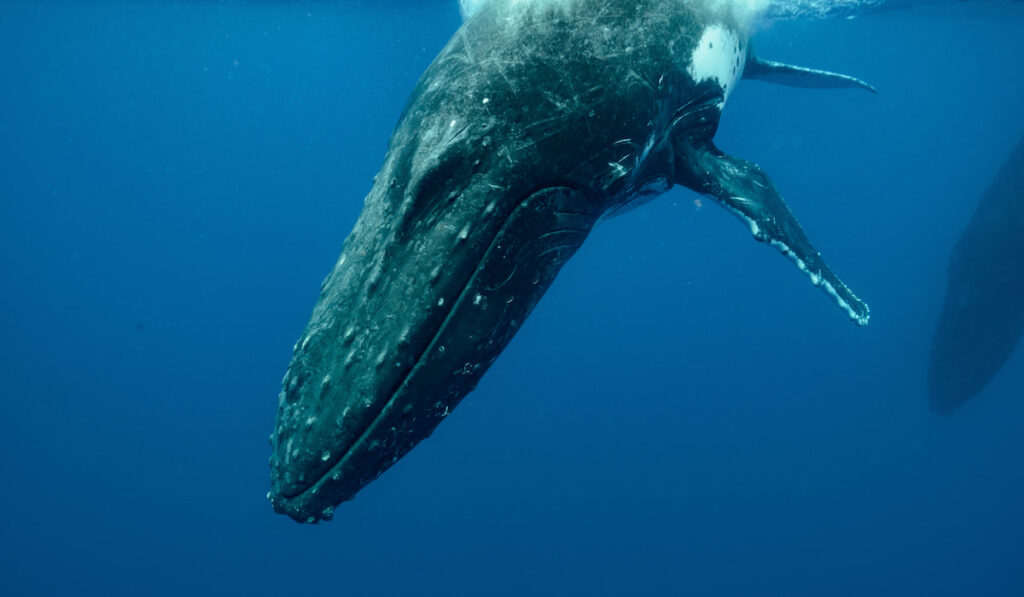 closeup underwater shot of humpback whale entering the ocean