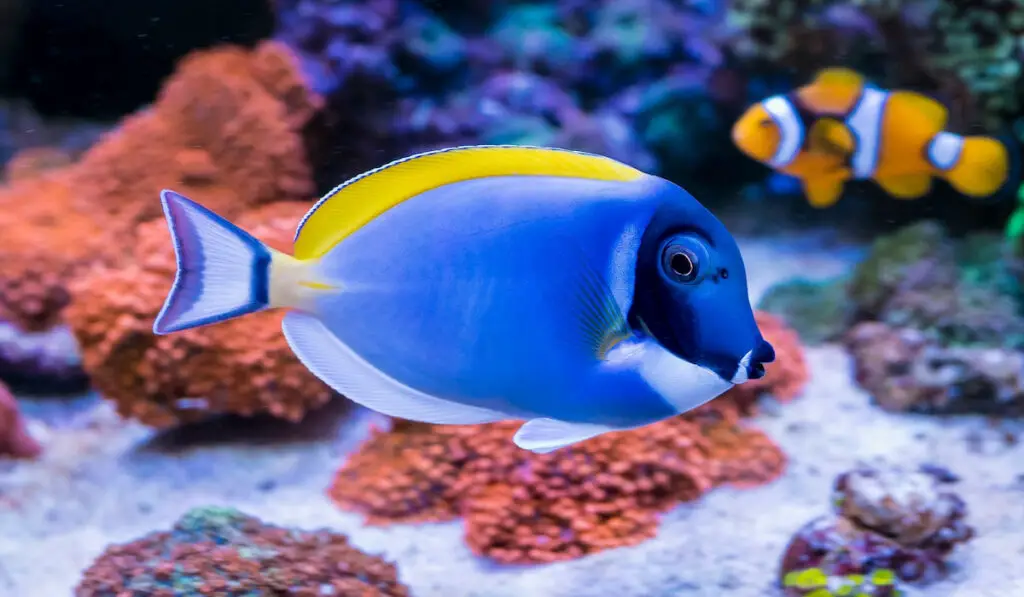 Acanthurus leucosternon also known as powder blue tang fish underwater with beautiful coral on the background