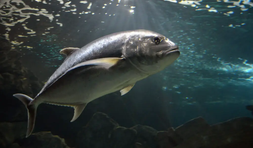 Athlantic bluefin tuna ( thunnus thynnus ) underwater