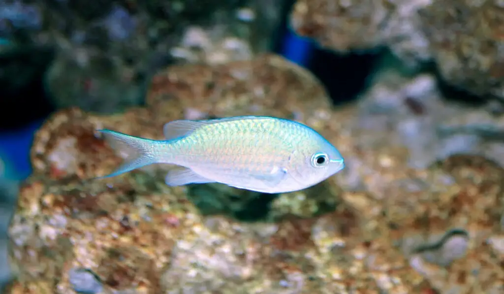 Beautiful Blue-Green Chromis ( Chromis viridis ) with corals on the background