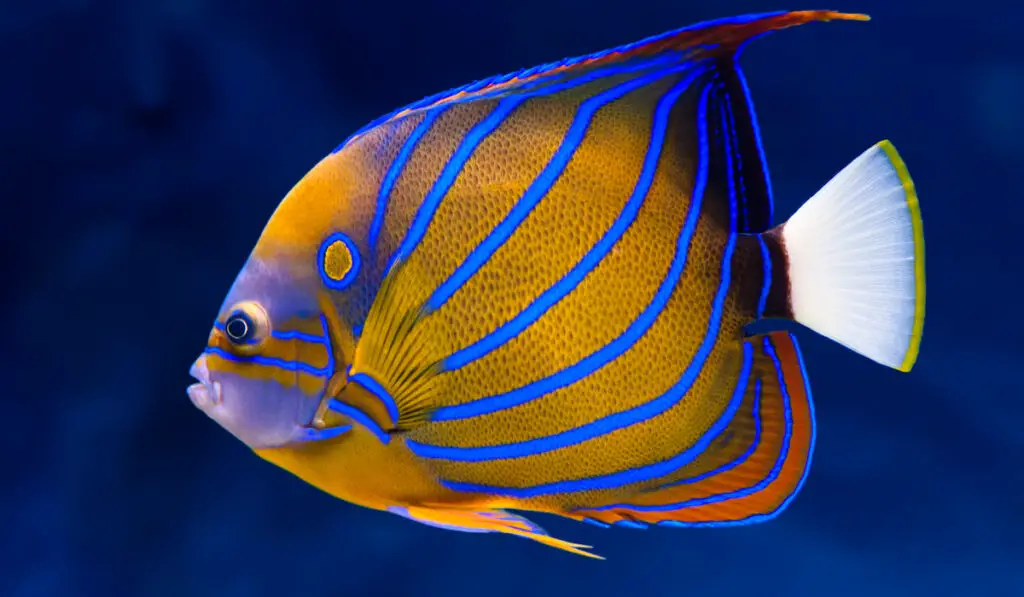 vibrant blue ring angelfish on natural blue background