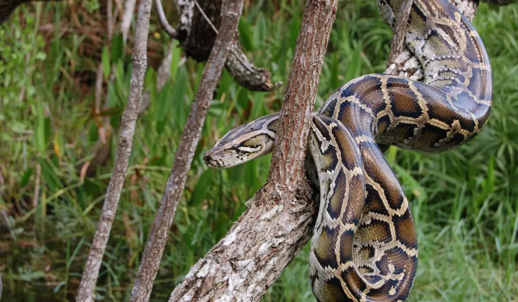Burmese Python in the Everglades
