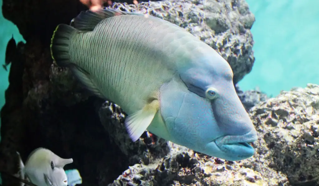 Humphead wrasse fish at large aquarium