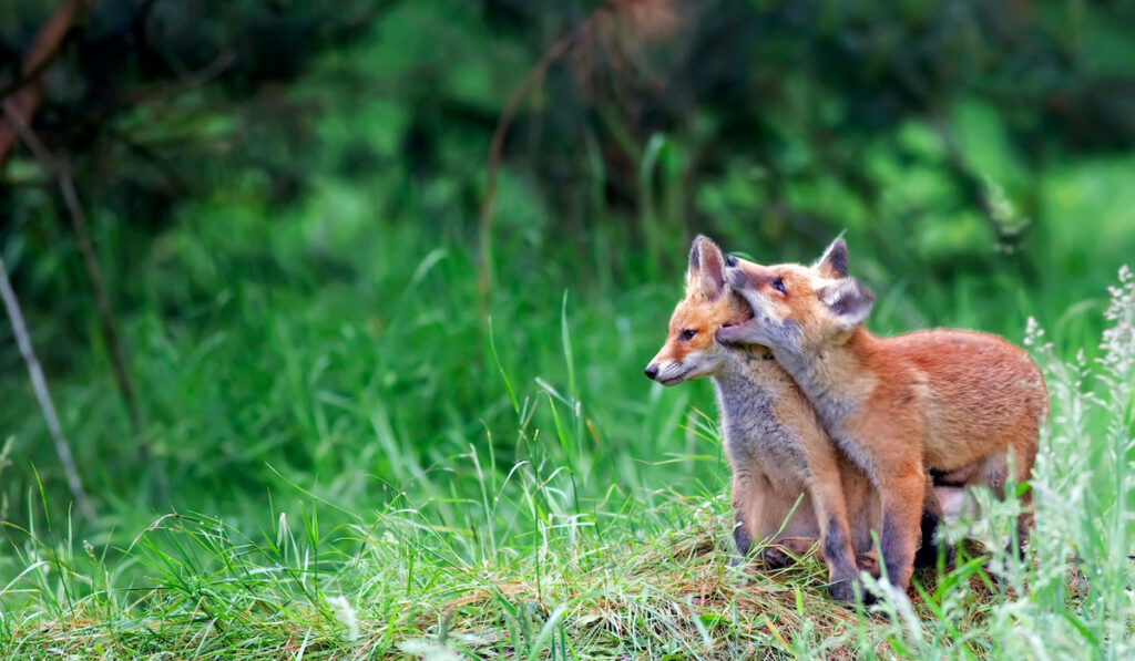 Young foxes in the wild
