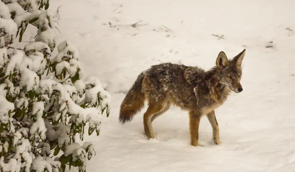 A Coyote walks on the snow 