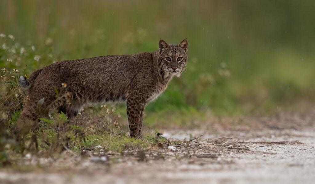 A bobcat walks in National Park