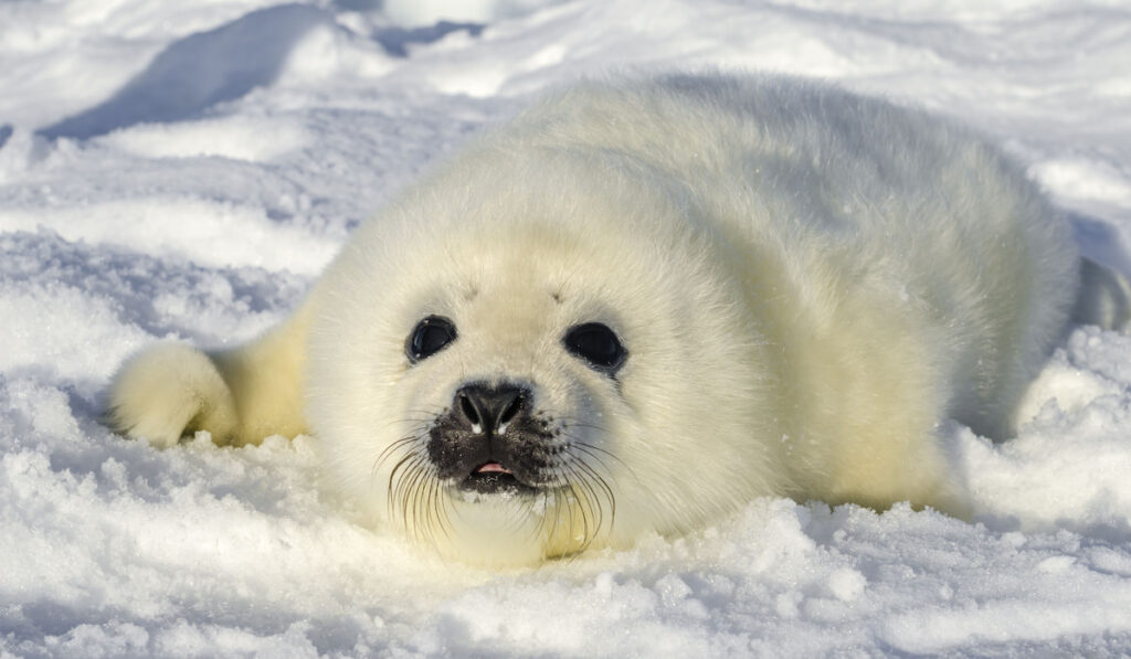 adorable Harp Seal on snow