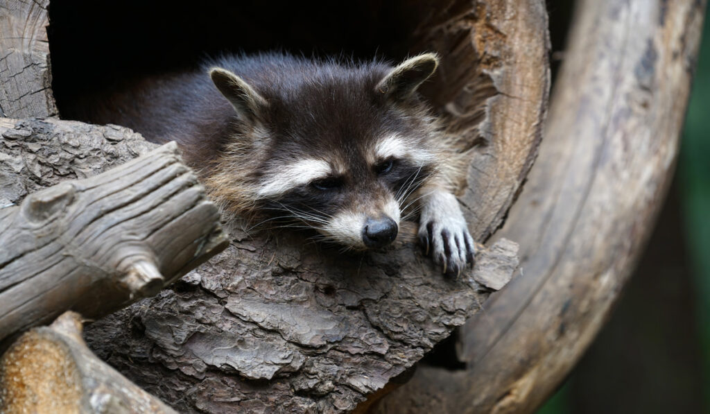 Adorable shot of a raccoon in a tree hole