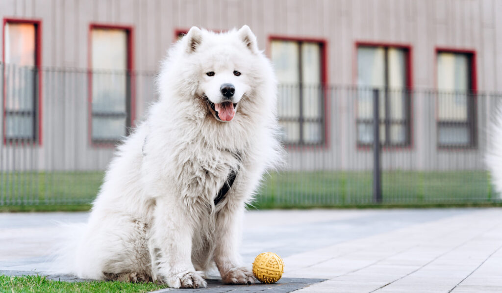 adorable white dog sitting on the street with its yellow ball
