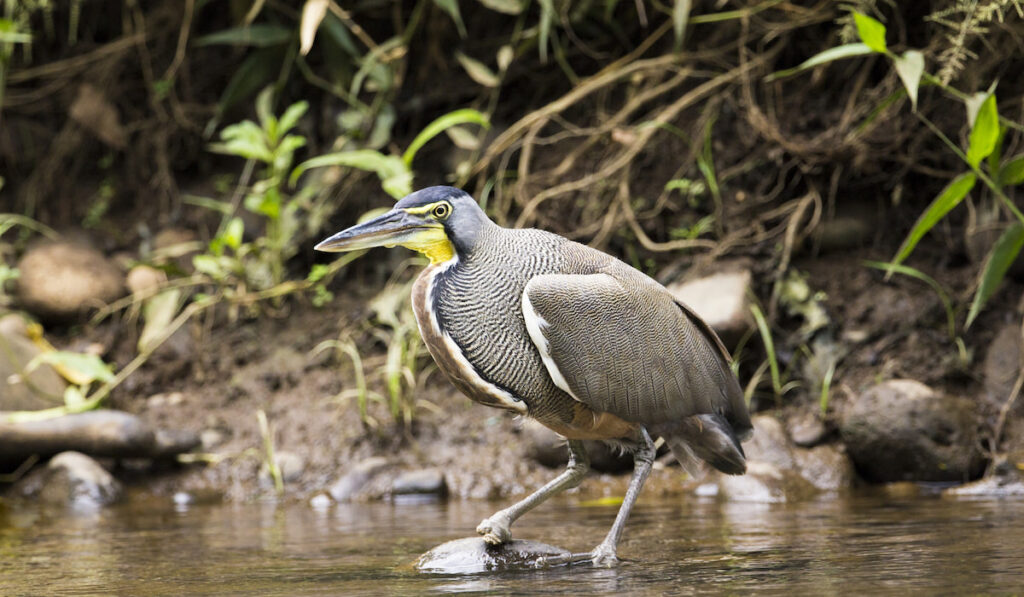 Bare-throated tiger heron hunting fish on a river