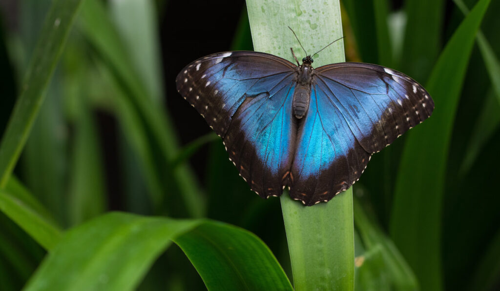 beautiful Blue Morpho Butterfly on a grass