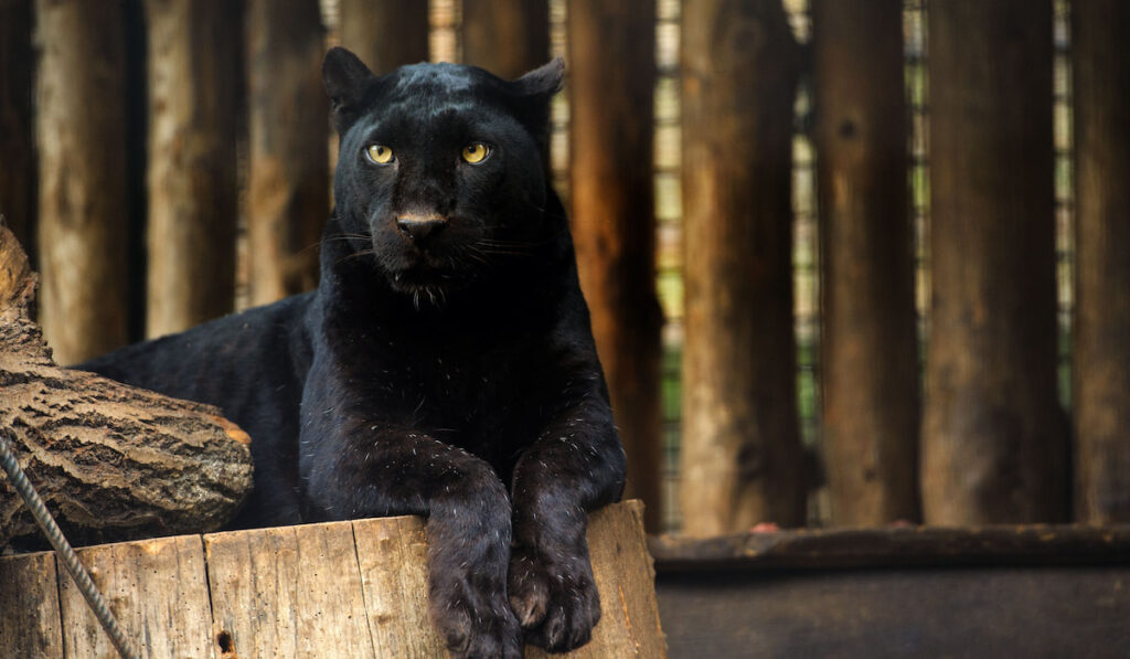 Black Panther resting lying on a wooden ground