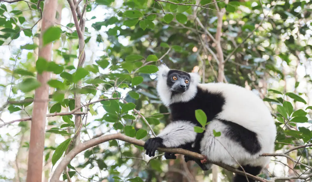 black and white ruffed lemur on tree branch
