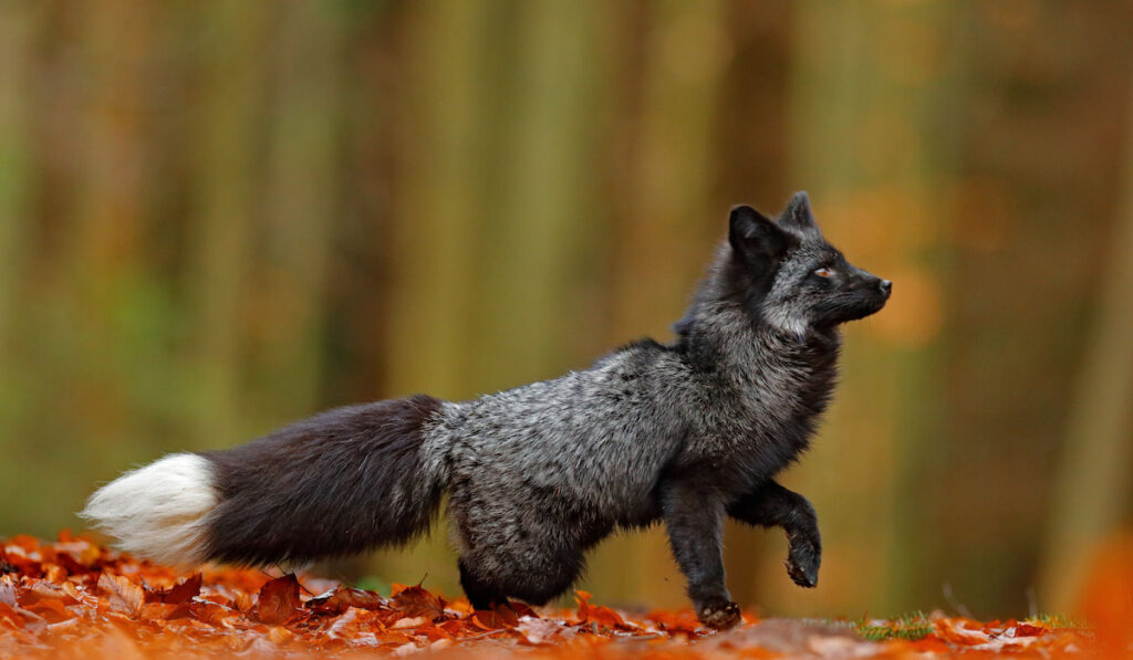 Black silver fox walking in autumn forest