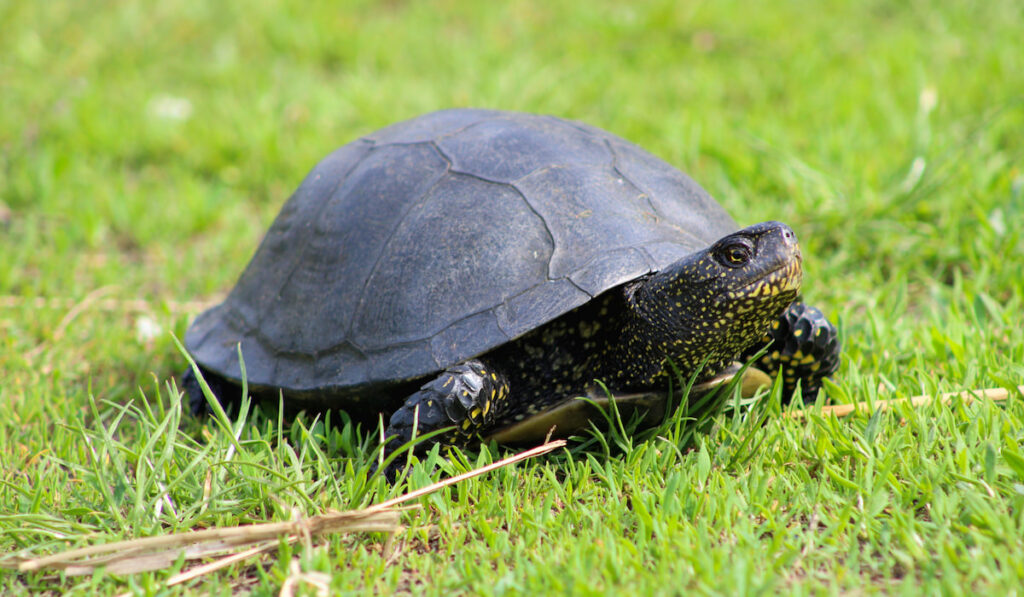 black turtle on green grass