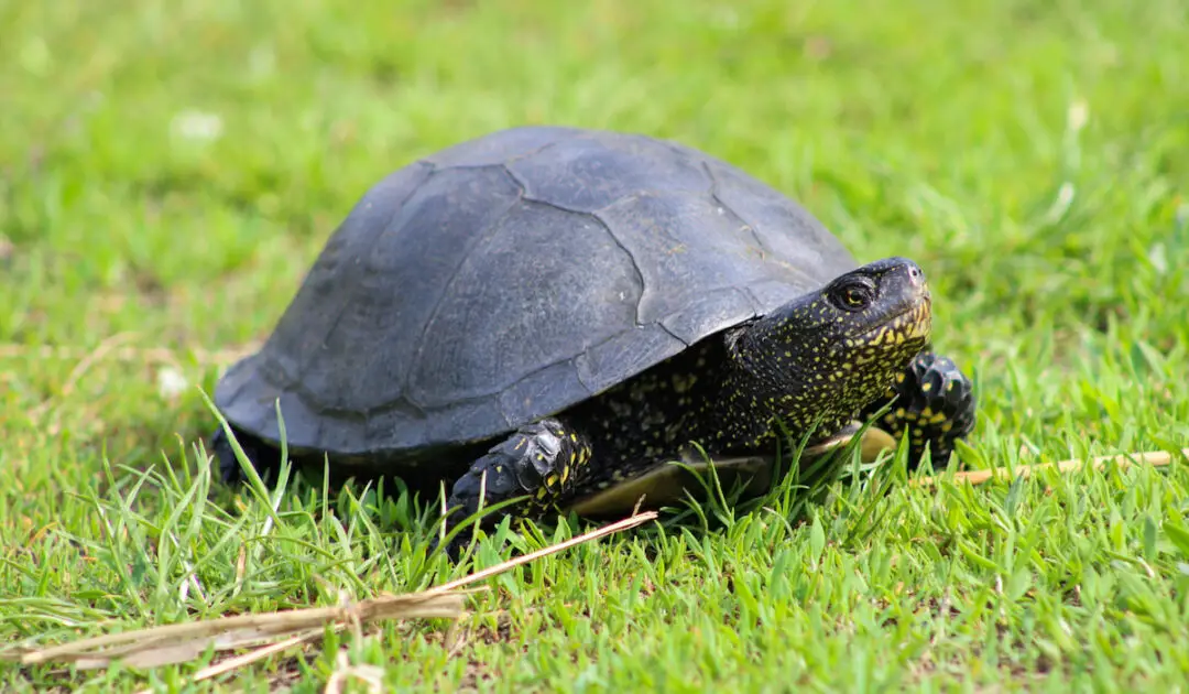 18 Animals That Are All Black - Exploration Squared