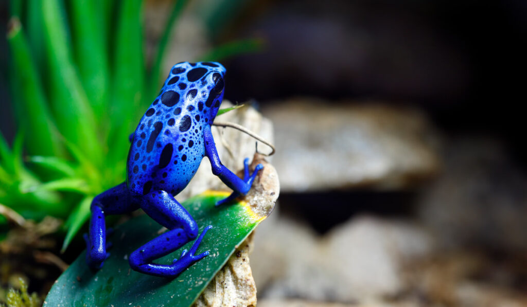 Blue Poison Dart Frog on a leaf
