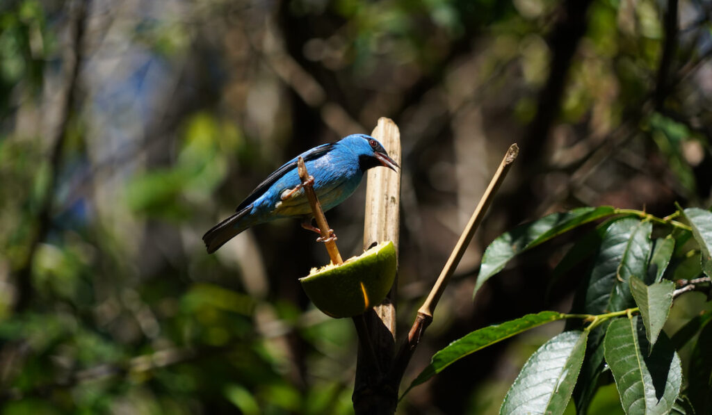 Blue bird Dacnis Cayana  eating a lemon in nature