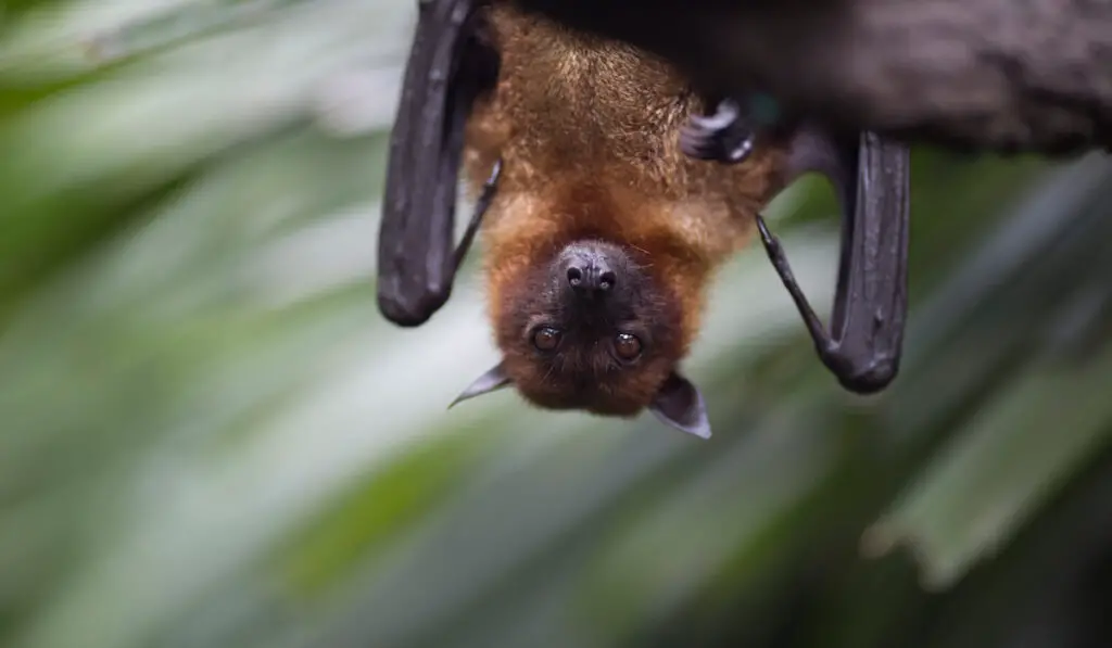Brown bat hanging upside down from a tree