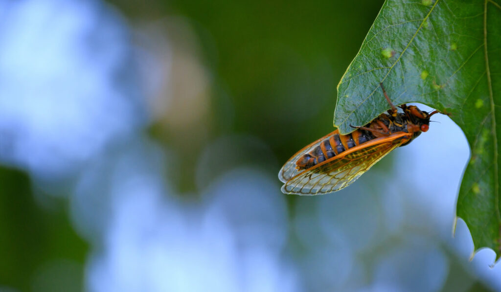 Cicada bug hanging on a leaf with shimmering light on background