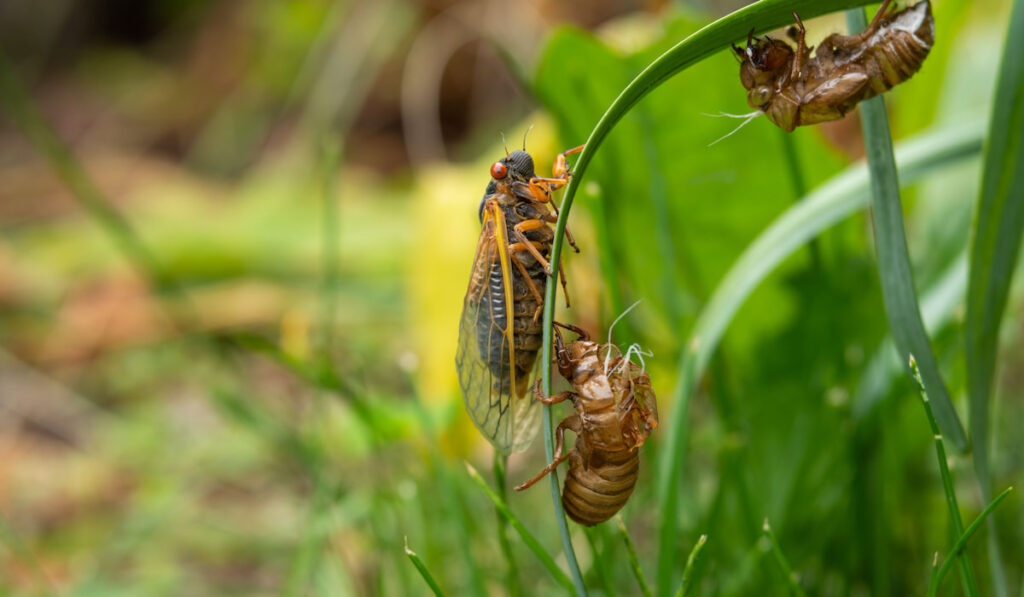 Cicada on the grass