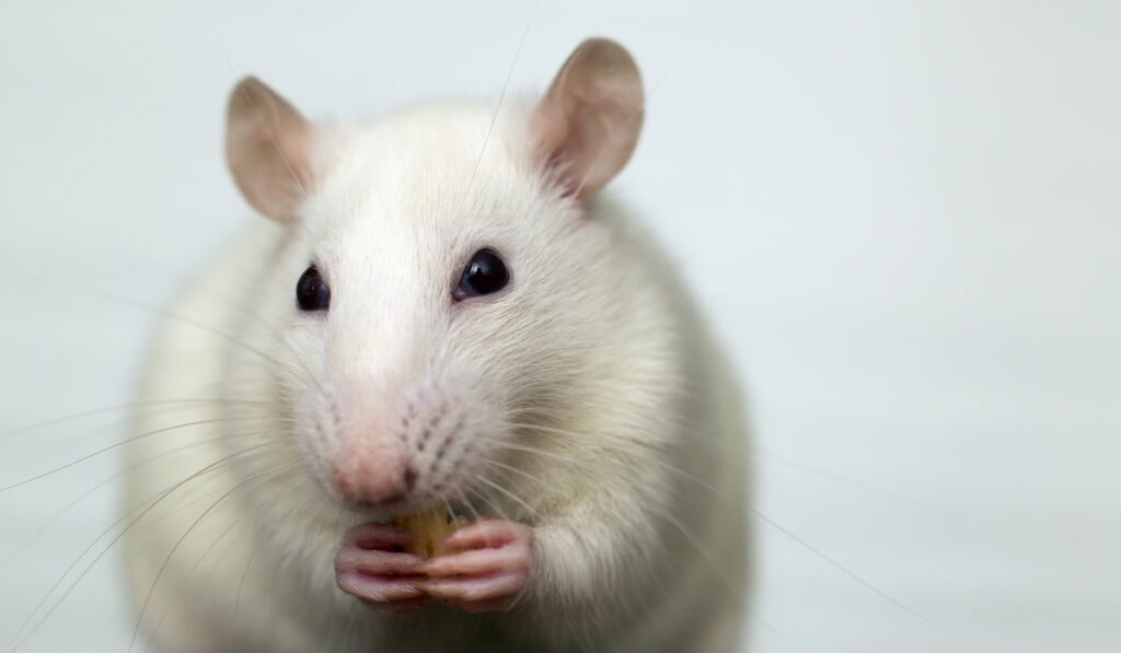 white domestic rat eating bread on white background