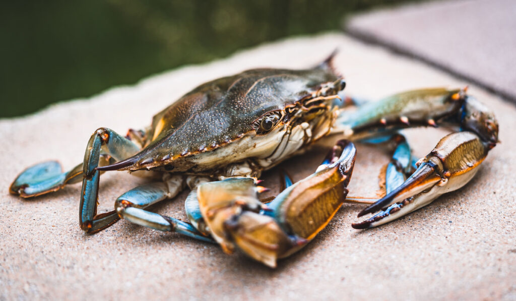 Closeup of Chesapeake Blue Crab