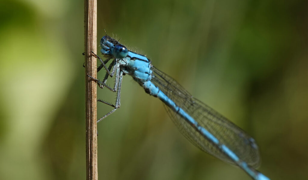 Closeup photo of a Common blue damselfly in its habitat