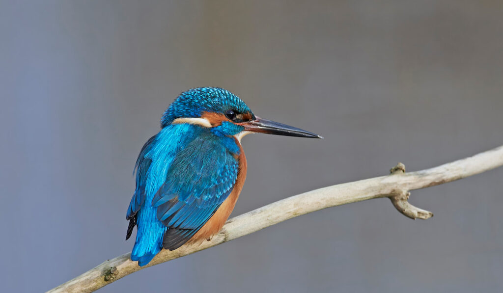 common kingfisher on a tree branch