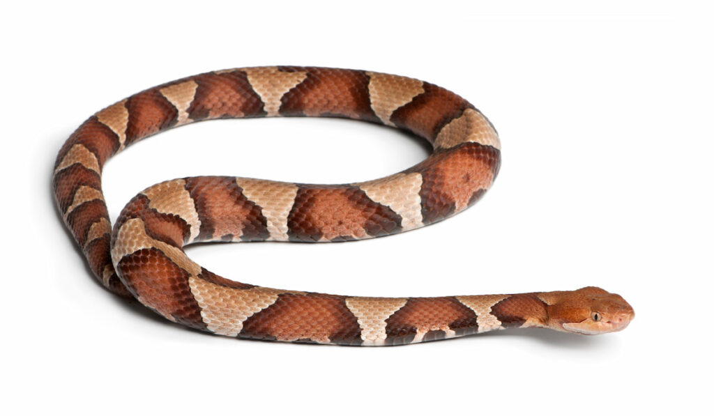 Copperhead snake on white background