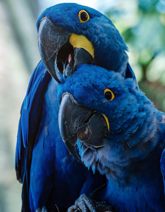 couple of blue hyacinth macaw parrot in the forest