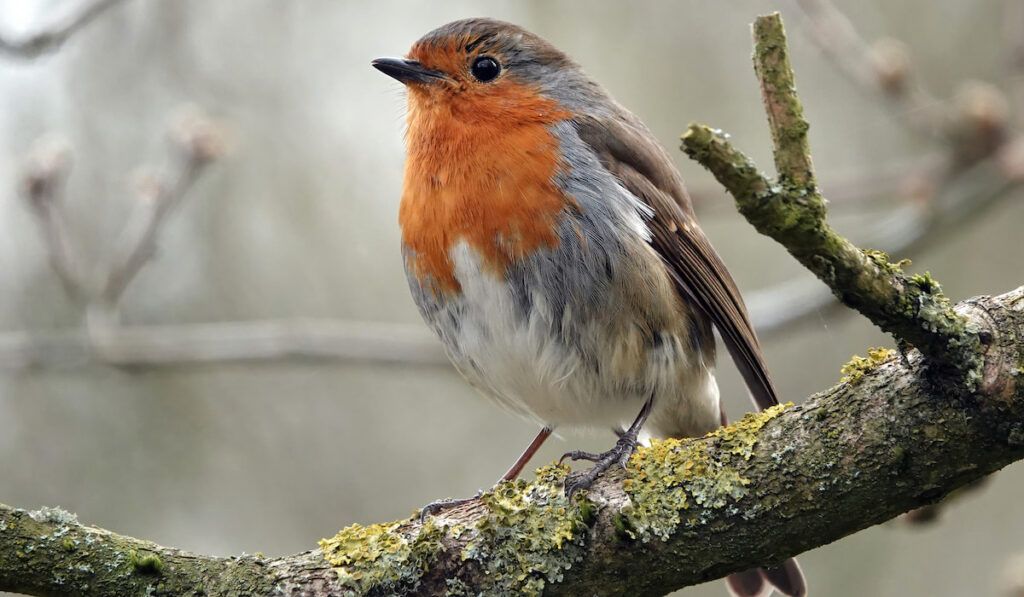 Cute little robin standing on a thick moss-covered branch 
