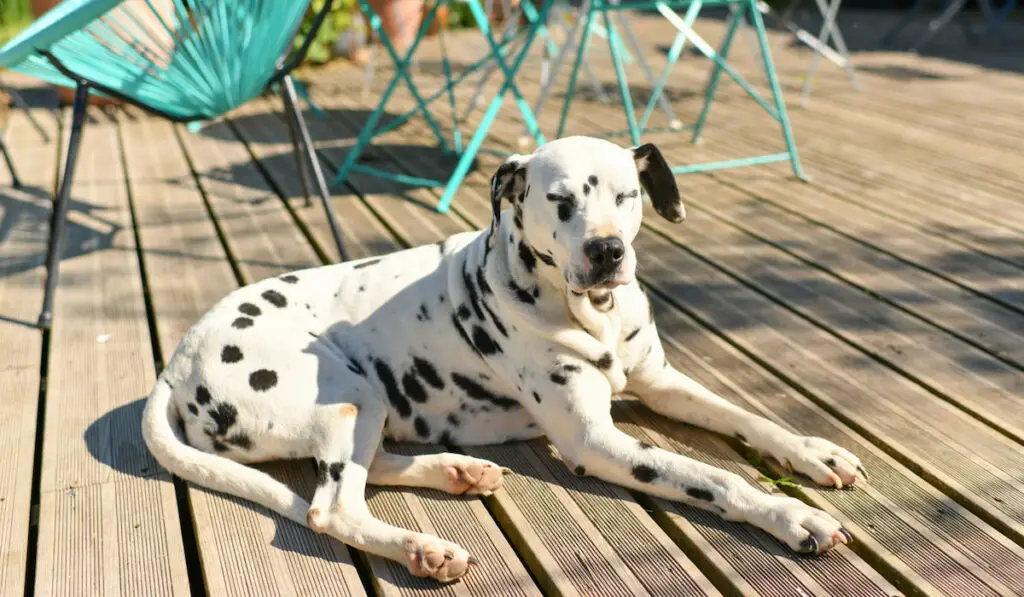 dalmatian dog resting on a porch