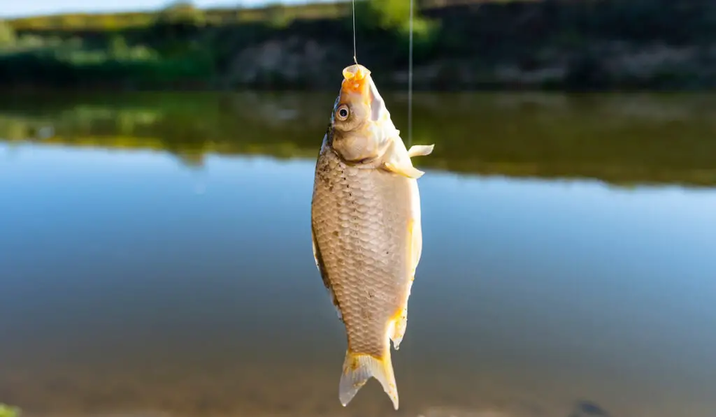 fish caught on a bait by the lake, hanging on a hook on a fishing rod