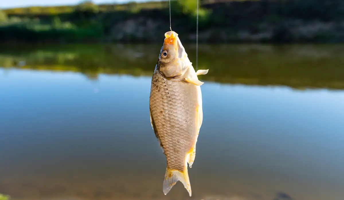 Do Hooks Hurt Fish? Exploration Squared