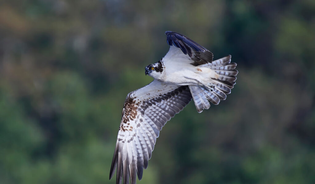 flying Osprey Bird on blurred nature background