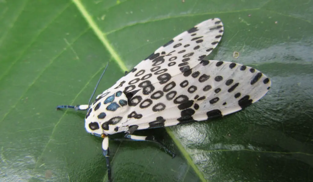 giant Leopard Moth also known as Hypercompe Scribonia on a leaf