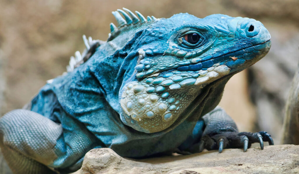 Grand Cayman Blue Iguana in zoo