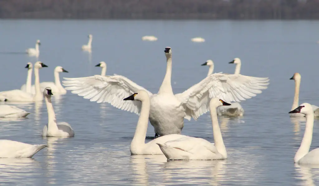 Group of Tundra swan on a river