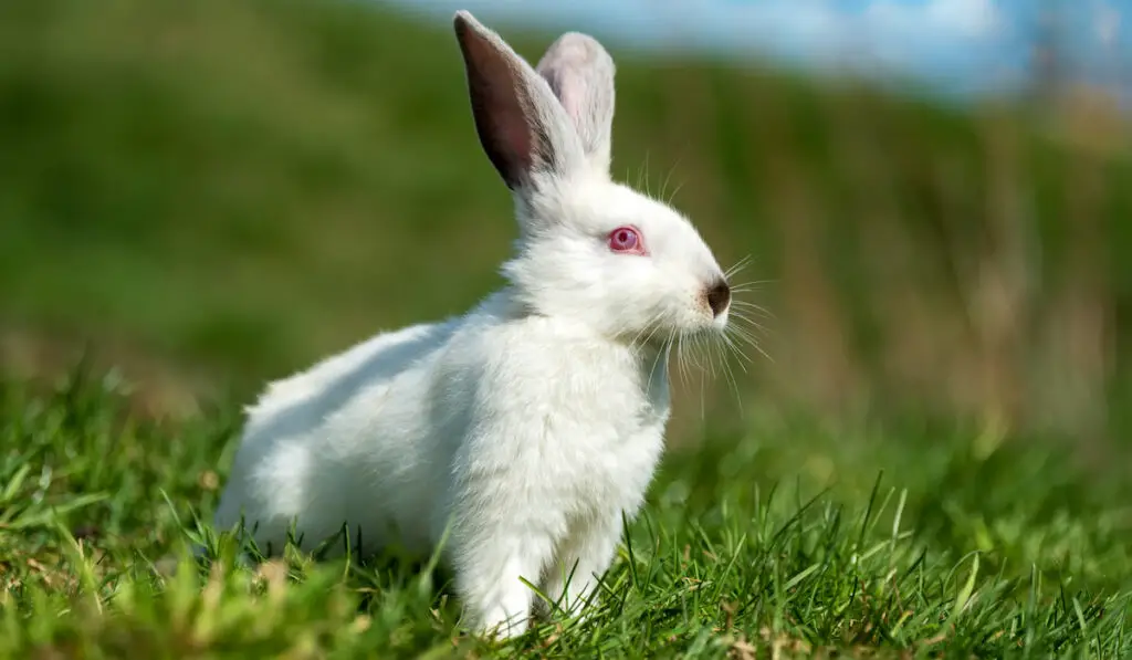 little white rabbit on green grass