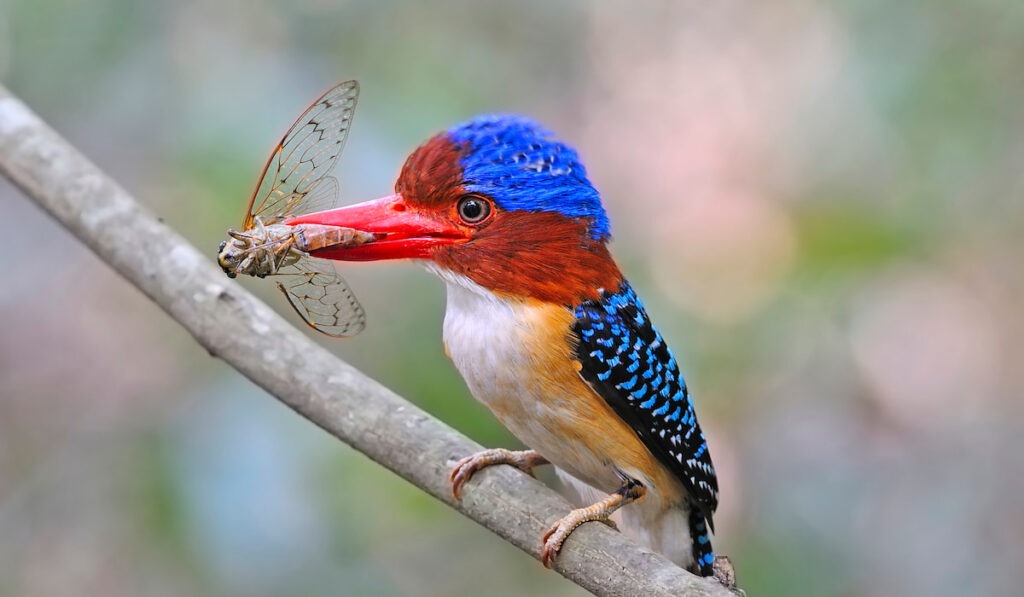 Male banded kingfisher with cicada on on a tree branch