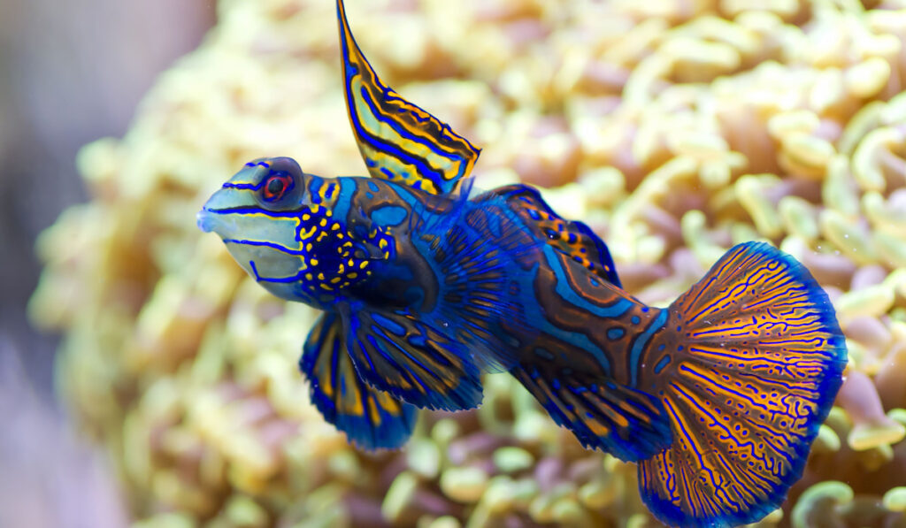 Mandarin Dragonet underwater with coral on the background