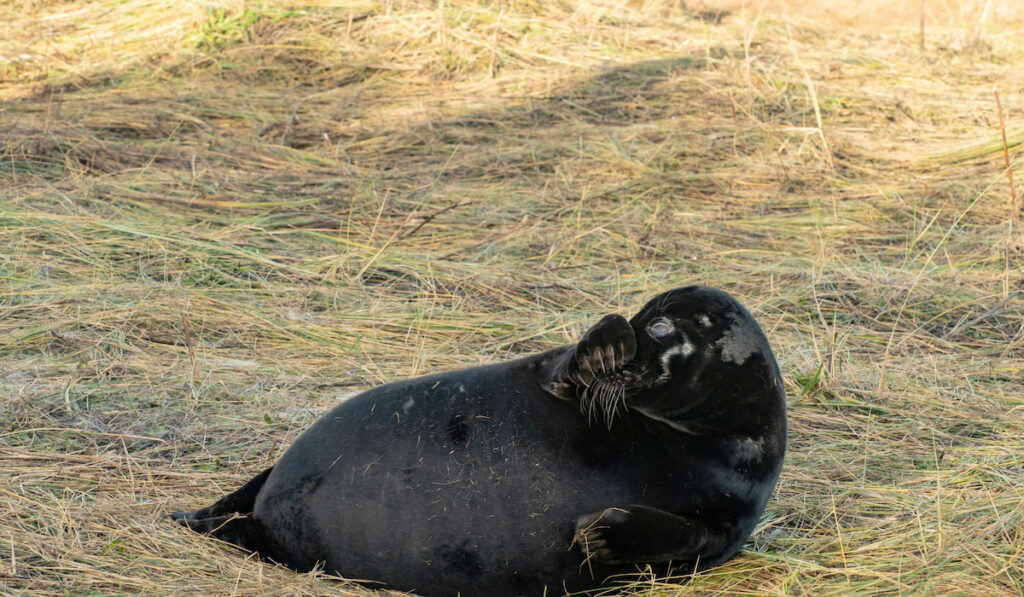 Melanistic Seal, grey seal pup black morph on beach