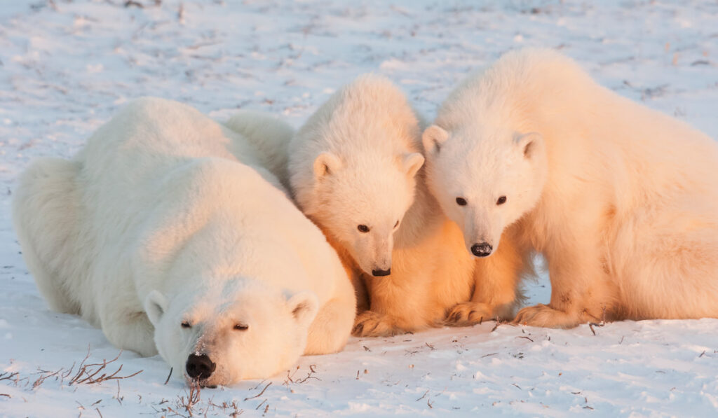 Mother and baby polar bears on snow field
