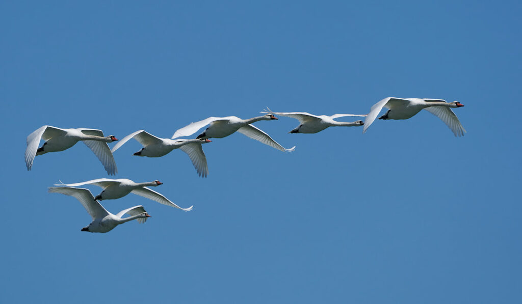 Mute Swans in flight with blue skies on the background