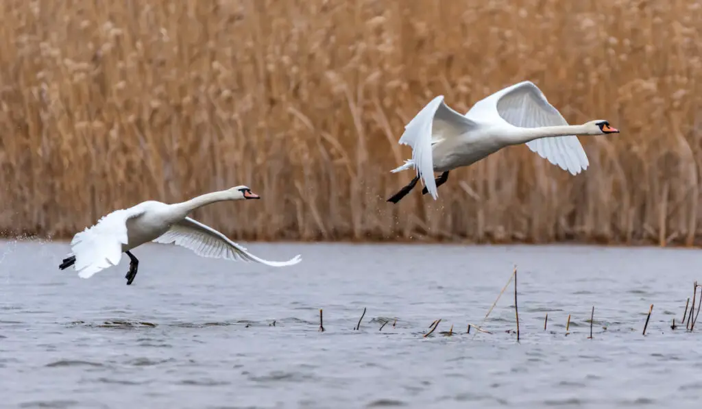 Mute swan flies over the water